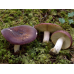 Мицелий Сыроежки буреющей / Сыроежка ароматная (Russula xerampelina)